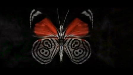燕尾蝶背景LED屏幕视频互动秀