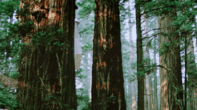 0.gif