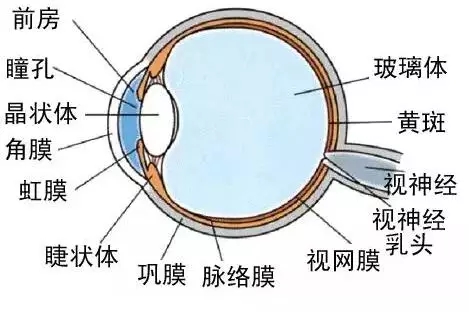 人口老龄化_眼人口目