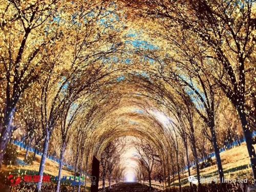 蓝硕科技打造的数字化互动“时光隧道”点亮世界银杏博物馆 1.jpg