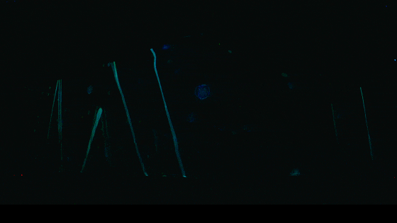 0 (6).gif