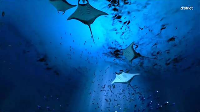 带你走进一个迷人的海洋世界 10.webp.jpg