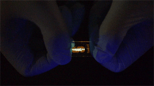 1.gif